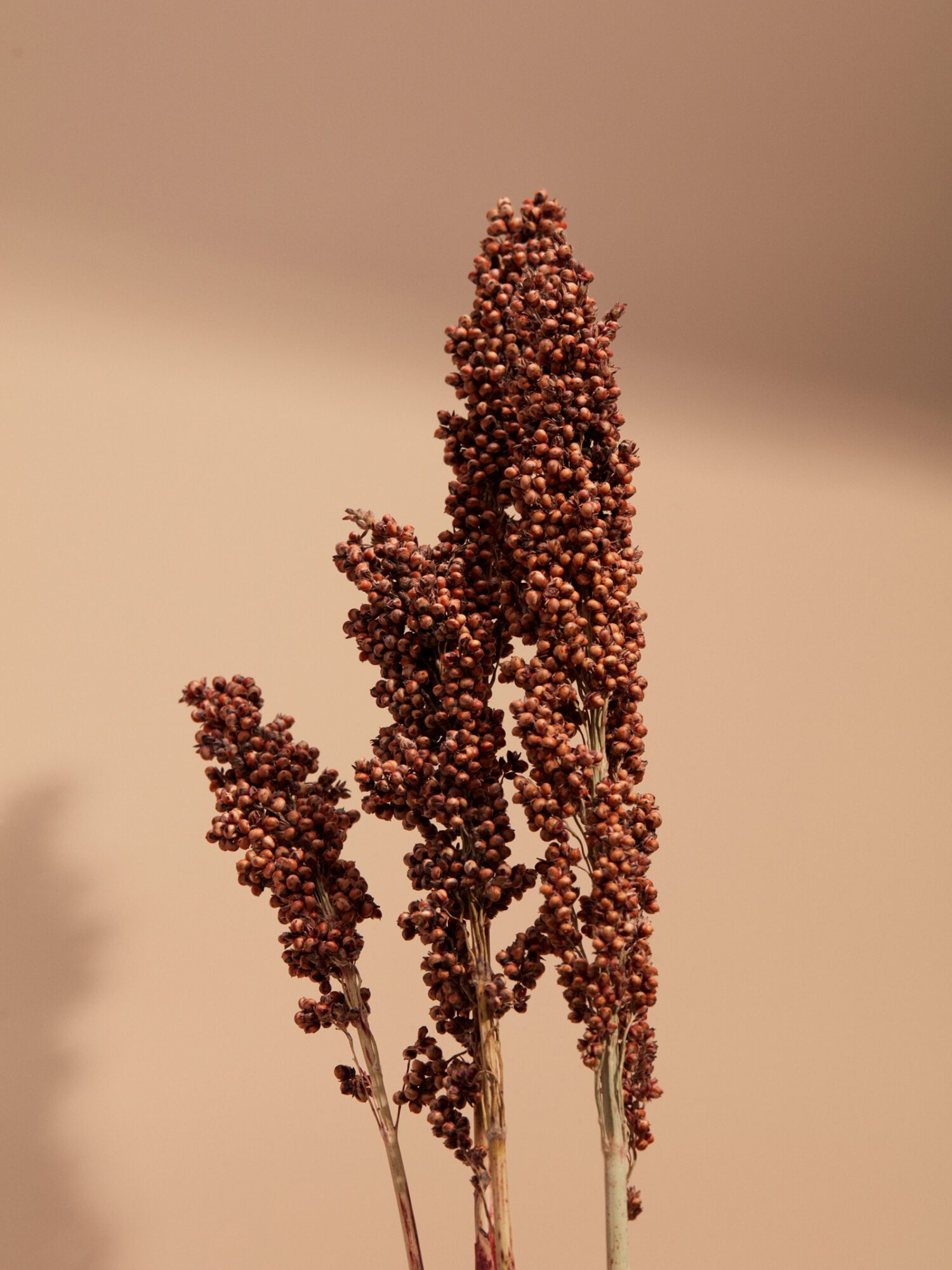 Aveda — Beauty Still Life by Di Chen Chen