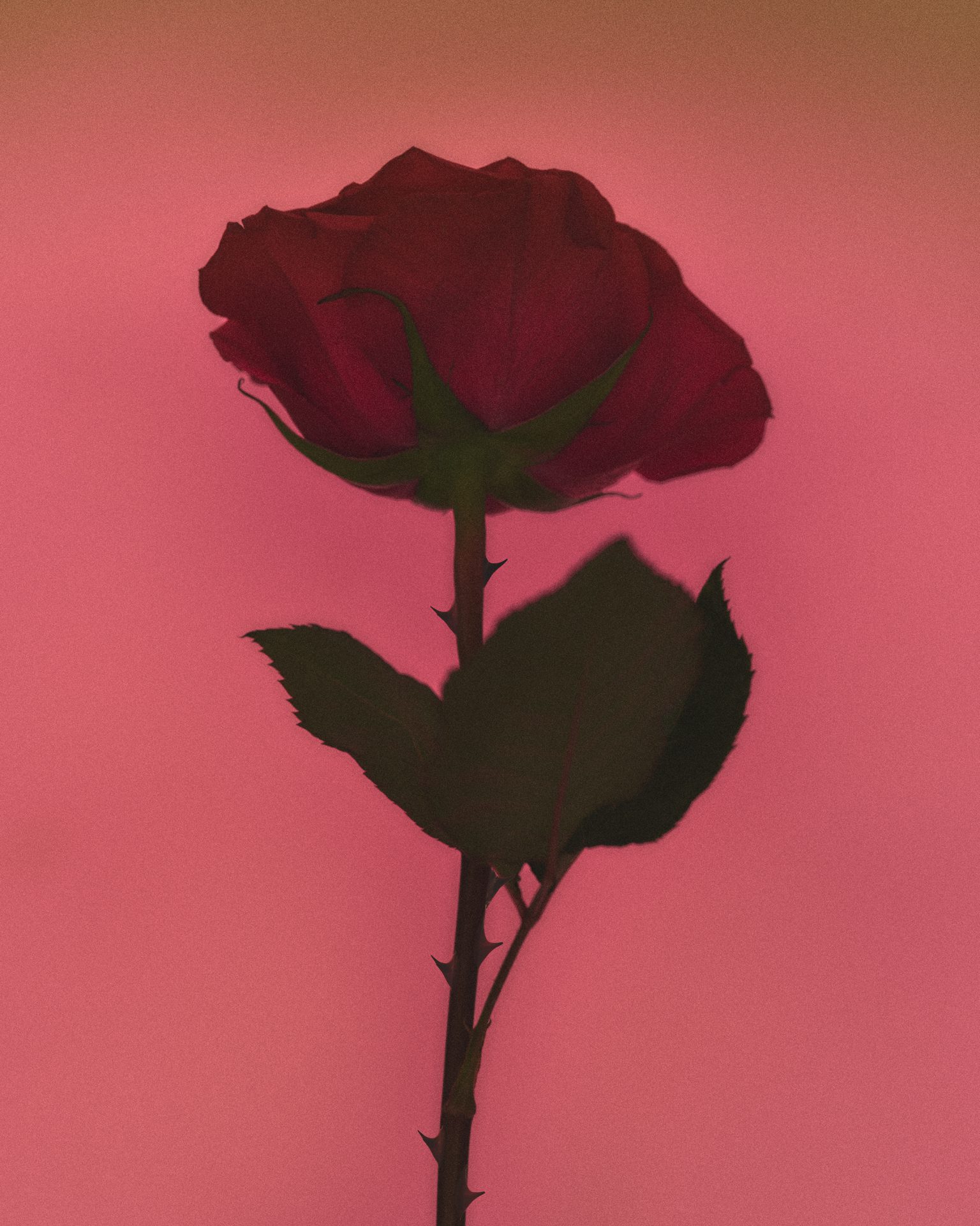 Kylie Cosmetics PH Lip Oil — Beauty Products Still Life by Di Chen Chen