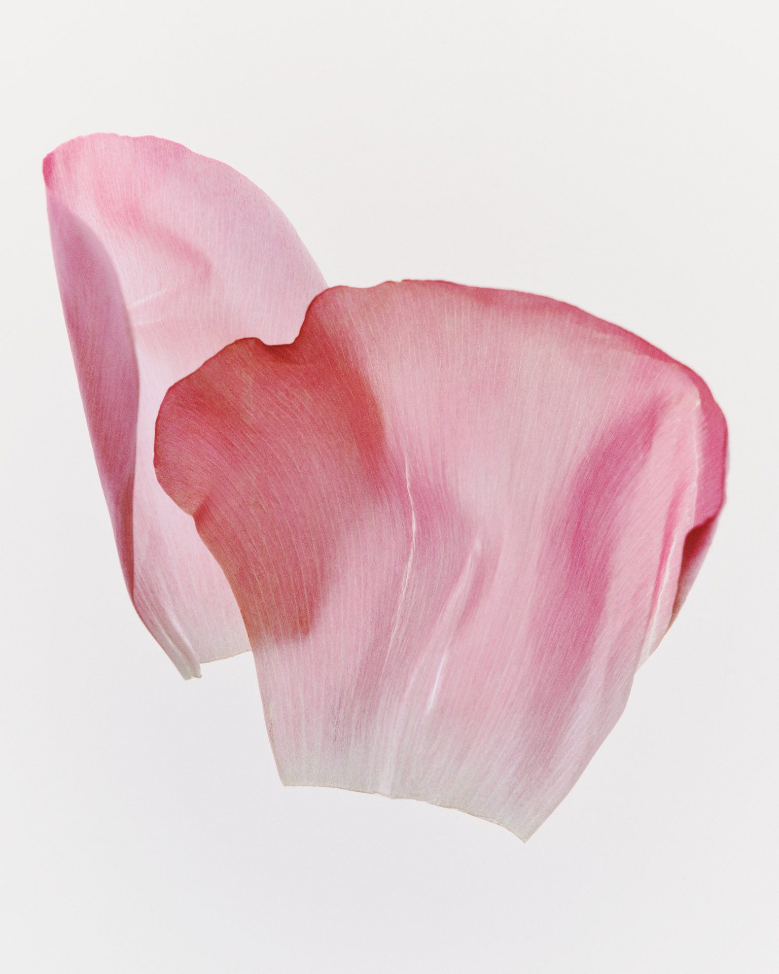 Kylie Cosmetics Hybrid Blush — Beauty Still Life Photography by Di Chen Chen
