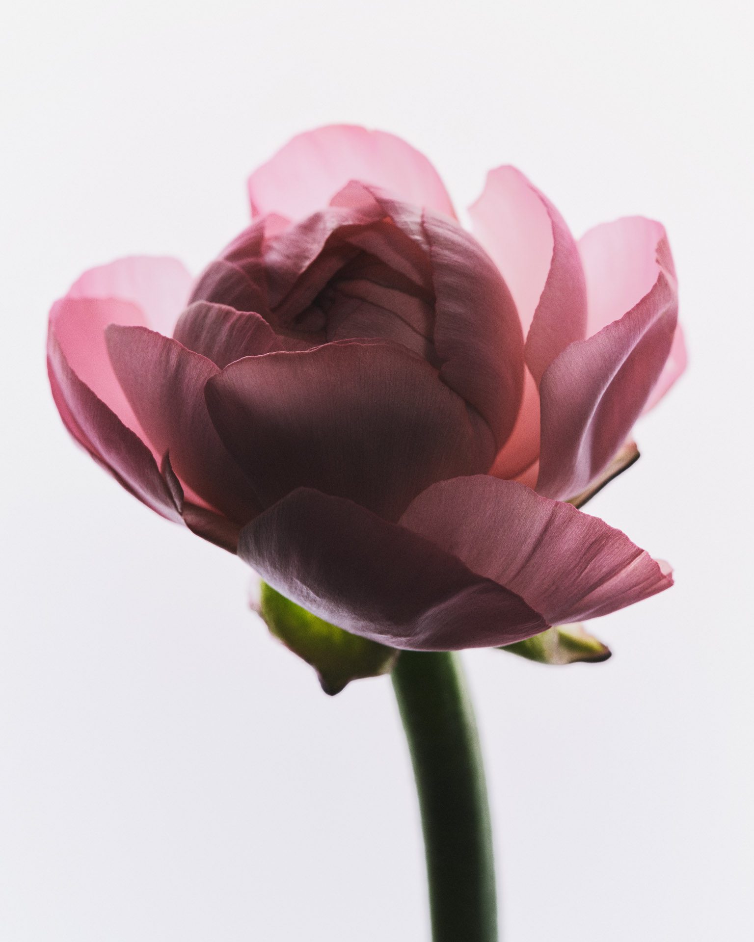 Kylie Cosmetics Hybrid Blush — Beauty Still Life Photography by Di Chen Chen