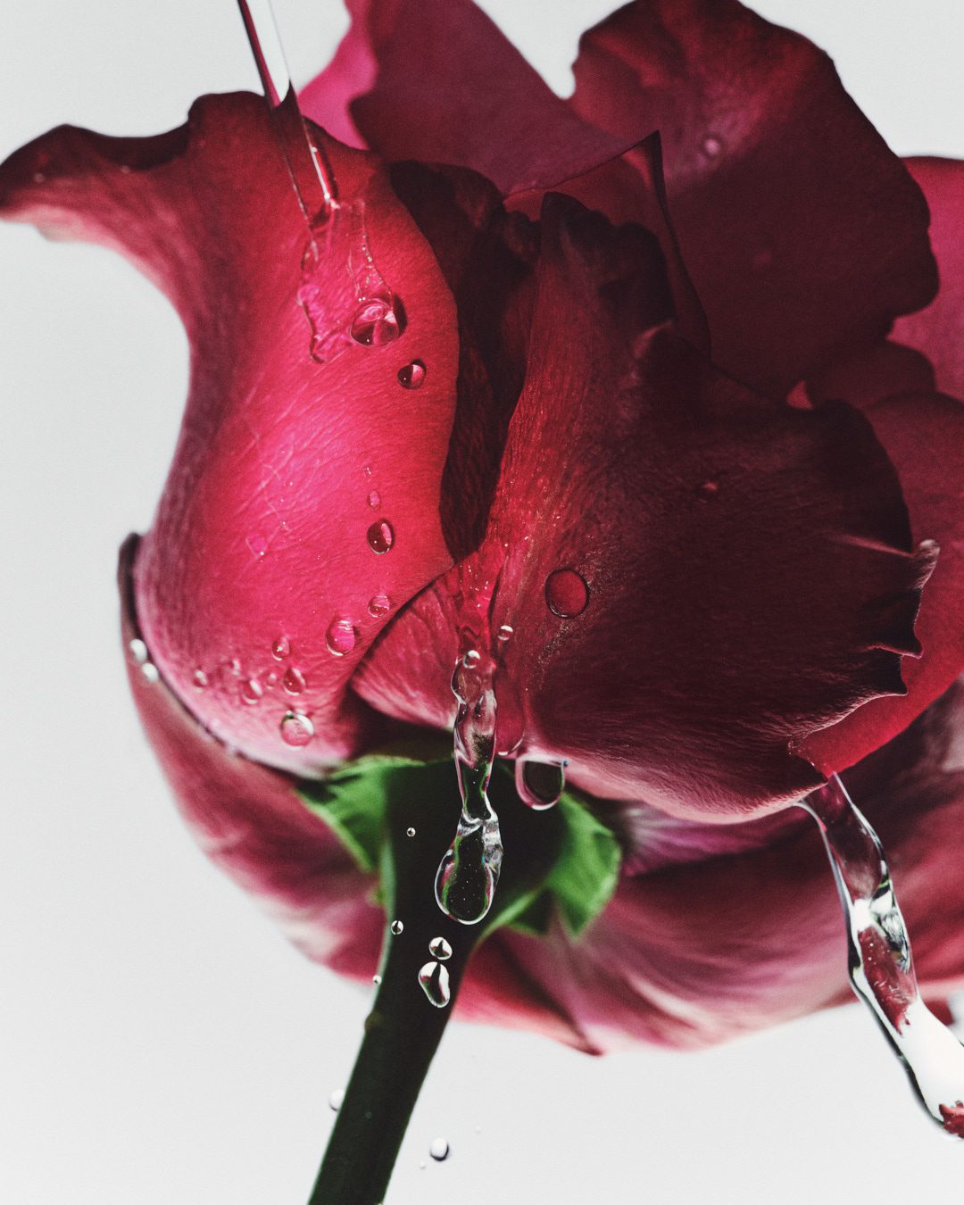 Fresh Beauty Rose — Beauty Still Life Photography by Di Chen Chen