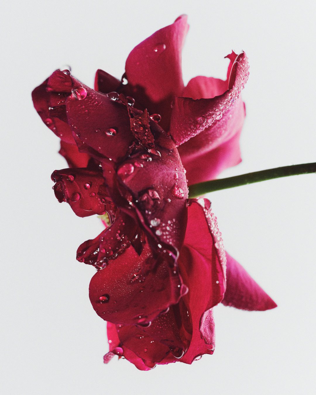 Fresh Beauty Rose — Beauty Still Life Photography by Di Chen Chen