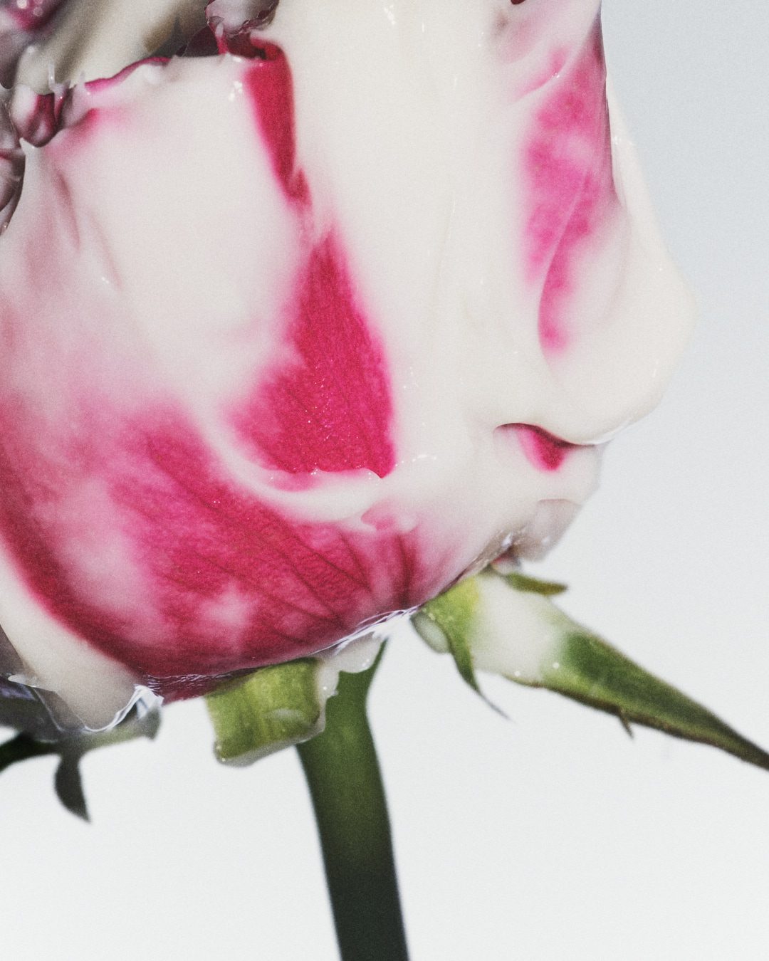 Fresh Beauty Rose — Beauty Still Life Photography by Di Chen Chen